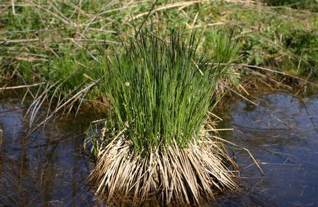 Steif-Segge (Carex elata) - © Emanuel Trummer